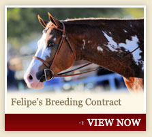 Felipe's Breeding Contract