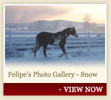 Felipe's Photo Gallery - Snow