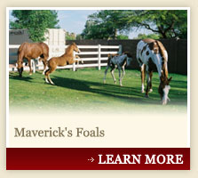 Maverick's Foals