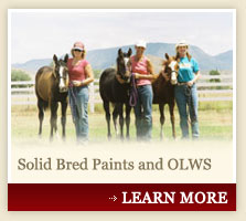 Solid Bred Paints