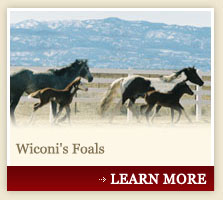 Wiconi's Foals