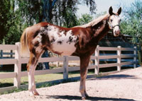 Wiconi
