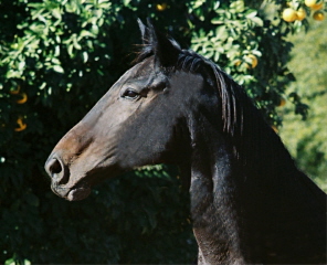 Wiconi