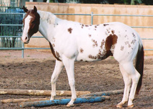 Wiconi